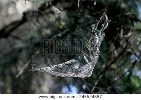 Spider Webs And Spiders On Vegetation After Floods. Rising Water Levels Force Spiders To Retreat Fro