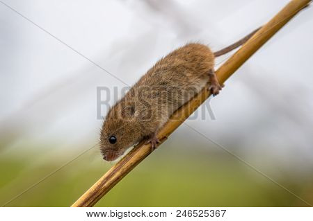 Harvesting Mouse (micromys Minutus) With Prehensile Tail Climbing In Reed (phragmites Australis) In 