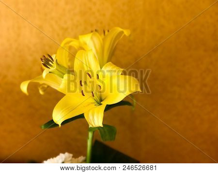 Large Yellow Fresh Tazmachisty Tsietok With Greasy Leaves And Buds With Seeds.