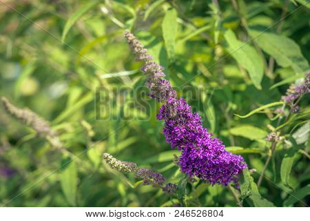 Closeup Of A Budding And Blooming Summer Lilac Or Buddleja Davidii Shrub. Ithe Image Was Taken On A 