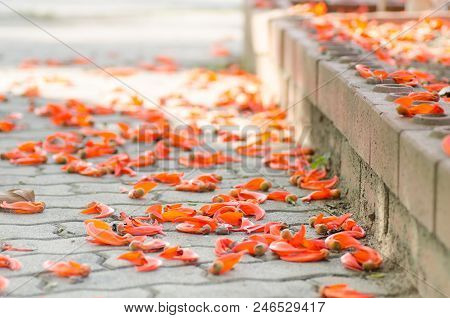 Bright Orange Flower (newguinea Creeper Or Red Jade Vine) Falling On Concrete Floor In Park