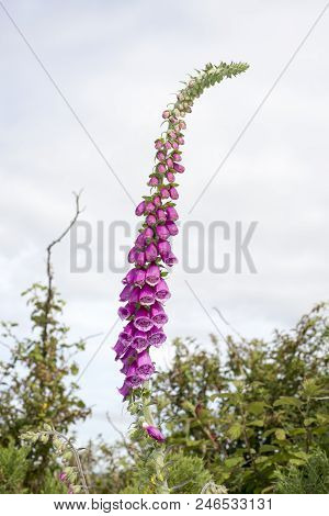 Wild Fox Glove Plant In The Irish Countryside