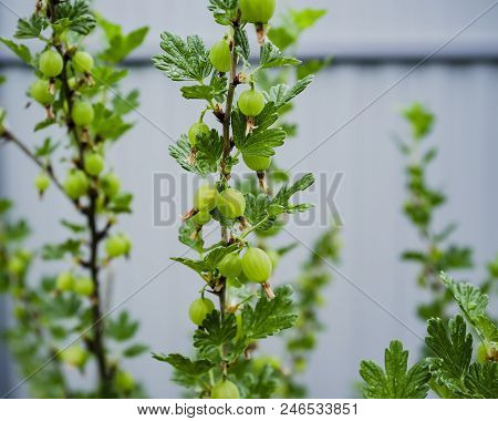 Bush Of Gooseberries (ribes Uva-crispa) With Green Immature Berries In The Garden On A Gray Backgrou