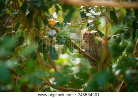 Macaque's Sitting On A Branch. Asian Monkey