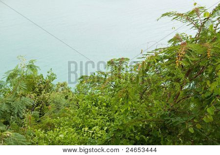 Lagune Flora