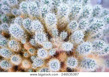 Set Of Cactus Shoots Clouse Up. Mamillara Prolifera.