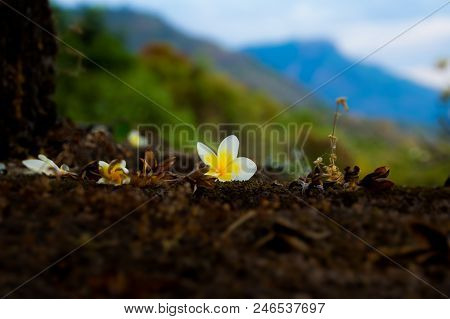 The Plumier Yellow Flowers  On The Ground