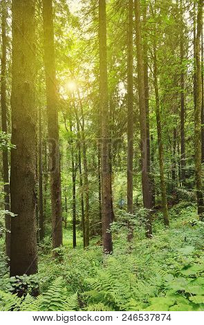 Sun Rays Passing Through Trees In A Mixed Forest.