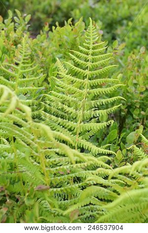 Fresh Green Leafes In A Forect, Closeup.