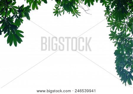 Tropical Tree Leaves With Branches On White Isolated Background For Green Foliage Backdrop