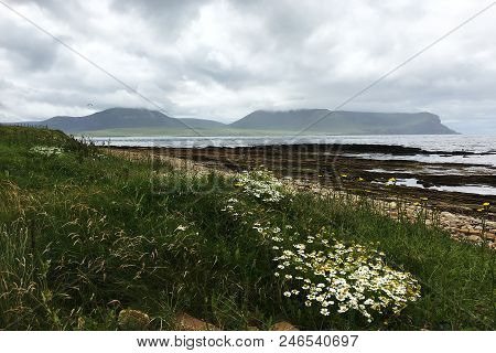 Warbeth Bay Looking Toward Hoy In Orkney With Flowers