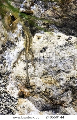 Brown Anole (anolis Sagrei), Also Known As The Bahaman Anole Or De La Sagras Anole - Perfect Camoufl