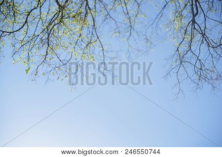 Thin Spring Twigs Of A Tree Against A Blue Sky. Bottom View.