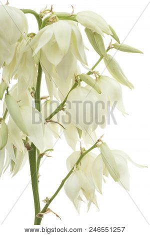 Flower Of Yucca, Isolated On White Background