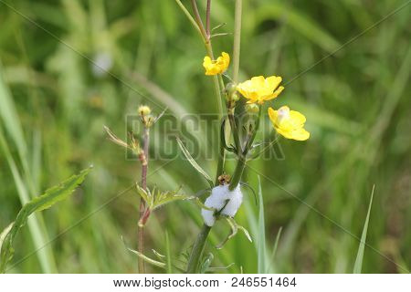 Spittle Bug Foam On A Butter Cup Plant. Immature Spittle Bugs Are Hidden Inside The White Frothy Foa