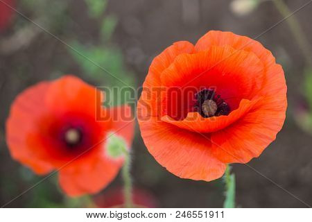 Wildflowers Of The Pskov Region. Poppies And Wheat On The Russian Fields.