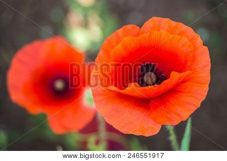 Wildflowers Of The Pskov Region. Poppies And Wheat On The Russian Fields.