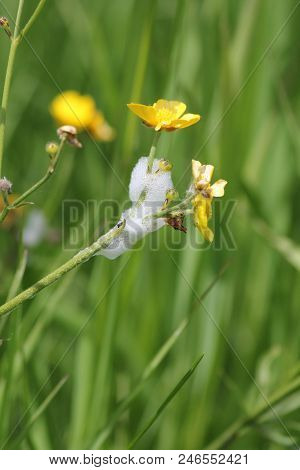 Spittle Bug Foam On A Butter Cup Plant. Immature Spittle Bugs Are Hidden Inside The White Frothy Foa
