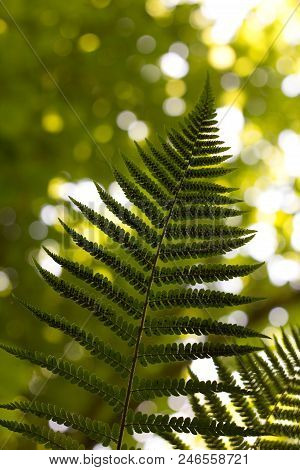 Ferns (polypodiophyta) Are A Detachment Of Sprue Vascular Plants, Or Pteridophyta, Whose Representat