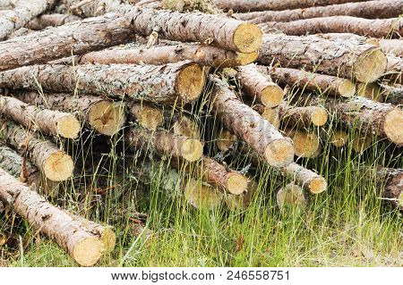 A Bunch Of Recently Preserved Logs On The Edge Of A Forest Reserve, For Environmental Topics