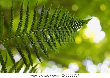 Ferns (polypodiophyta) Are A Detachment Of Sprue Vascular Plants, Or Pteridophyta, Whose Representat
