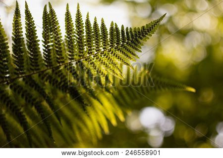 Ferns (polypodiophyta) Are A Detachment Of Sprue Vascular Plants, Or Pteridophyta, Whose Representat