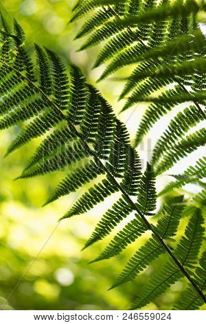 Ferns (polypodiophyta) Are A Detachment Of Sprue Vascular Plants, Or Pteridophyta, Whose Representat