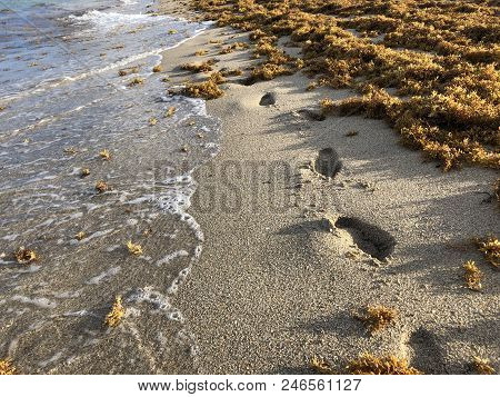 Waves Crash On The Shore Over Footprints As Thick Brown Sargassum Seaweed On The Shore Of Florida Be