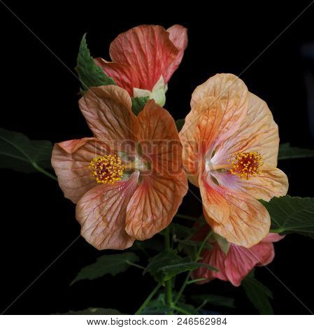 Orange Flowers Maple Abutilon On A Black Background. Close Up