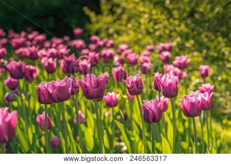 A Field Of Pink Fringed Tulips In The Garden On A Bright Sunny Day