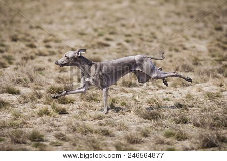 Coursing. Small Dog Italian Greyhound Pursues Bait In The Field.
