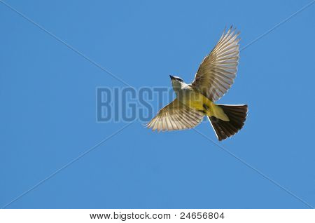 Colpo basso di grigio incoronato Coronigrís