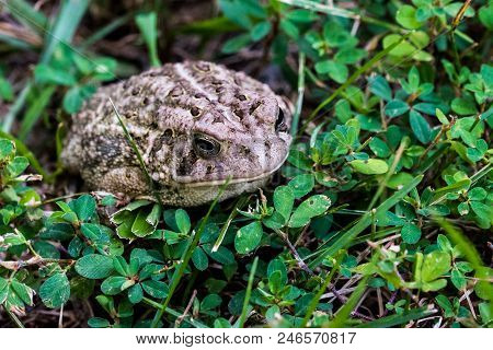 Woodland Toad Hiding In Shade Of Green Grass
