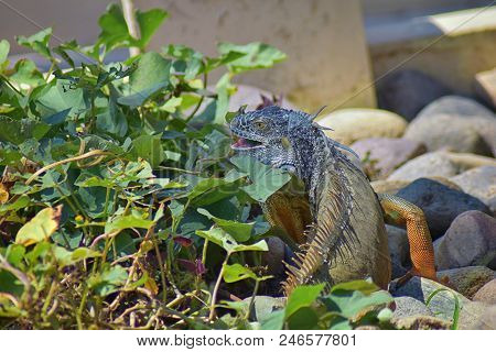 Wild Iguana Eating Plant Leaves Out Of An Herb Garden In Puerto Vallarta Mexico. Ctenosaura Pectinat