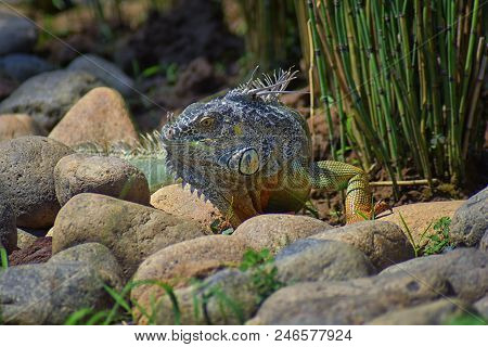 Wild Iguana Eating Plant Leaves Out Of An Herb Garden In Puerto Vallarta Mexico. Ctenosaura Pectinat