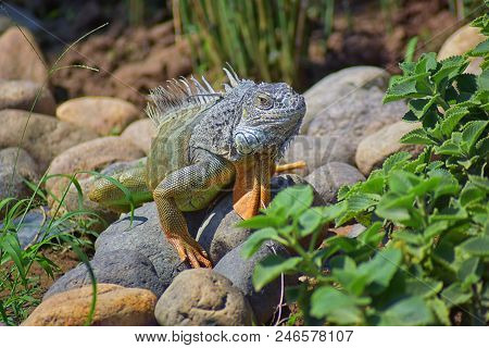 Wild Iguana Eating Plant Leaves Out Of An Herb Garden In Puerto Vallarta Mexico. Ctenosaura Pectinat
