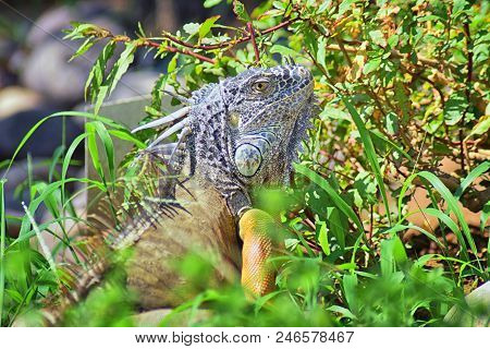Wild Iguana Eating Plant Leaves Out Of An Herb Garden In Puerto Vallarta Mexico. Ctenosaura Pectinat