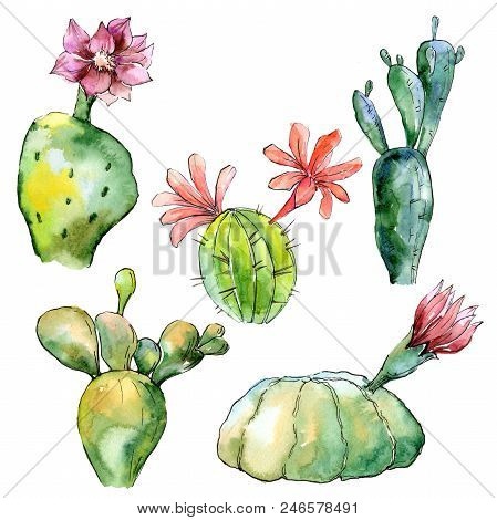 Green Tropical Cactus. Floral Botanical Flower. Wild Spring Leaf Wildflower Isolated.  Aquarelle Wil