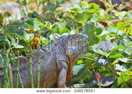 Wild Iguana Eating Plant Leaves Out Of An Herb Garden In Puerto Vallarta Mexico. Ctenosaura Pectinat
