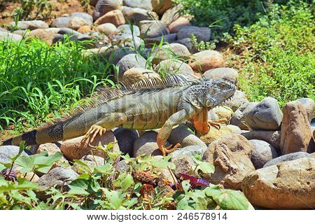 Wild Iguana Eating Plant Leaves Out Of An Herb Garden In Puerto Vallarta Mexico. Ctenosaura Pectinat
