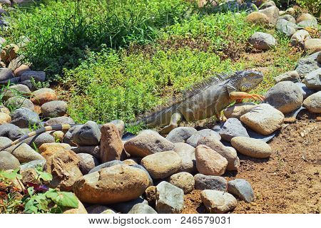 Wild Iguana Eating Plant Leaves Out Of An Herb Garden In Puerto Vallarta Mexico. Ctenosaura Pectinat