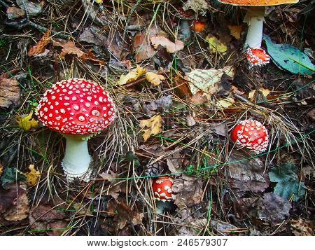 Red Mushroom, Amanita Muscaria Commonly Known As The Fly Agaric Or Fly Amanita. Taiga, Siberia. Macr