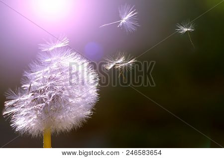 Dandelion Seeds Blowing In The Wind Across A Summer Field Background Conceptual Image Meaning Change