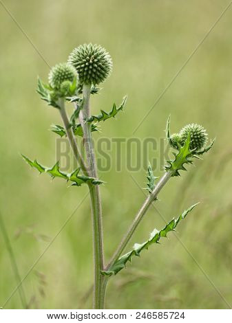 Echinops Sphaerocephalus - Ripe Seeds Contain An Alkaloid Echinopsin With Properties Similar To Stry