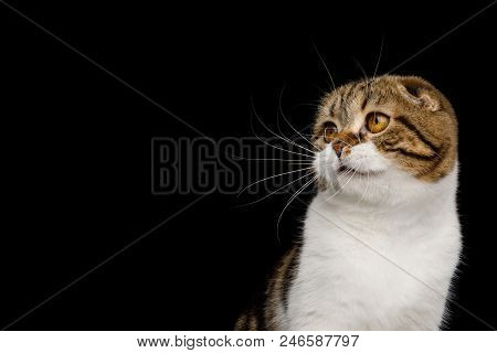 Portrait Of Scottish Fold Cat White With Tabby Fur, Looking At Side Isolated On Black Background