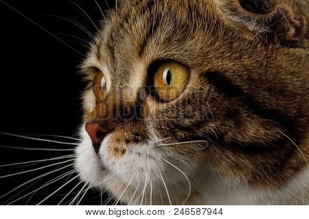 Close-up Profile Portrait Of Scottish Fold Cat White With Tabby Fur Isolated On Black Background