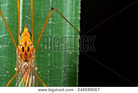 Closeup Head Of Orange Crane Fly On Green Leaf With Space For Text