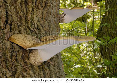 Dryad's Saddle
