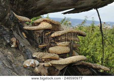 Dryad's Saddle