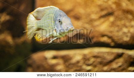 Ciclid Fish (fossorochromis Rostratus) In The Water